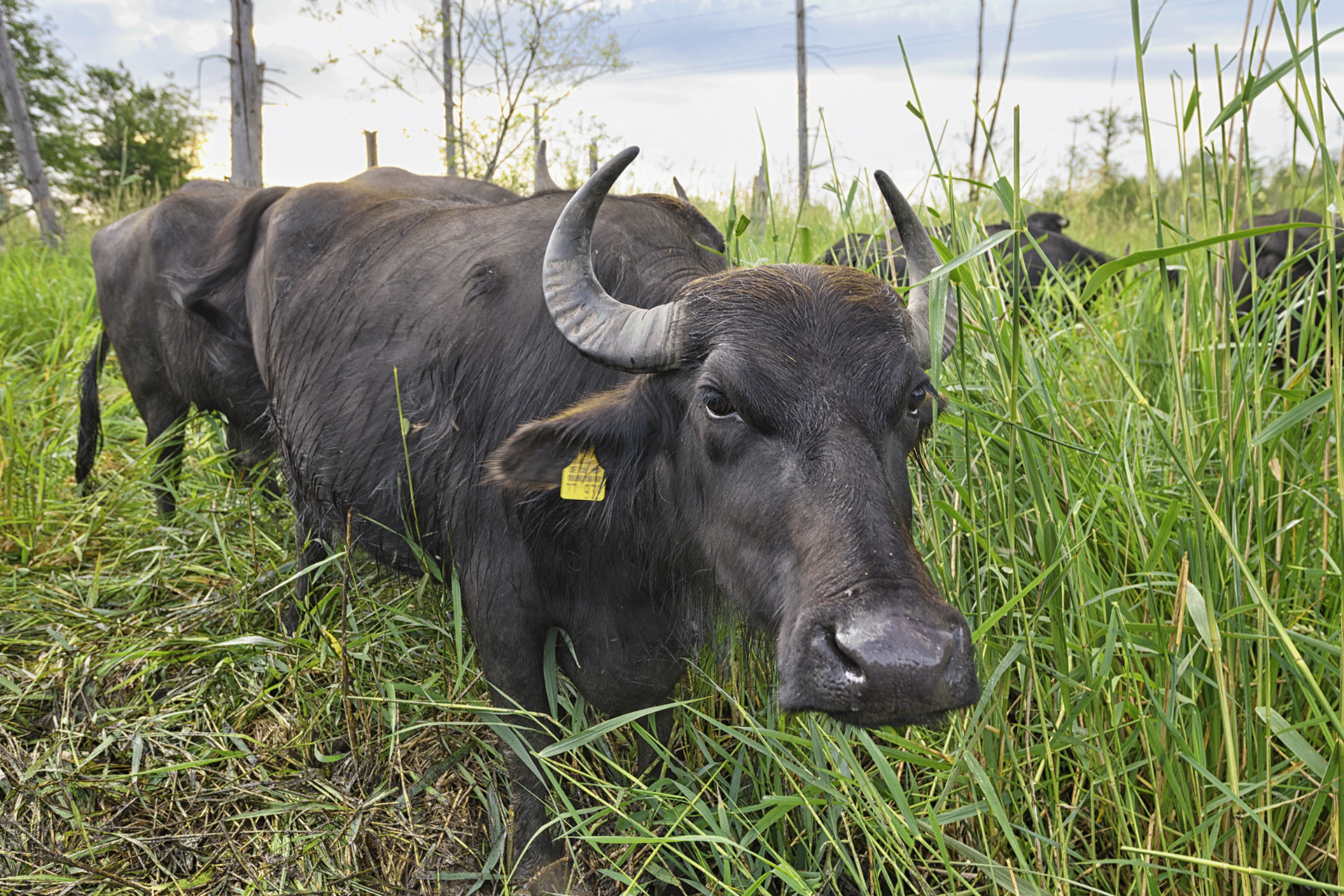 Mehr Artenvielfalt im Erlenbruch Jetzt spenden!