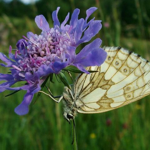 Schmetterling an lila Blüte