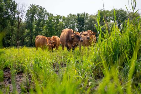 Rinder auf der Projektfläche in Massing