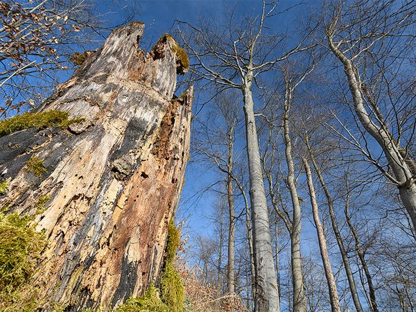 Baumstumpf vor hochgewachsenen Bäumen.