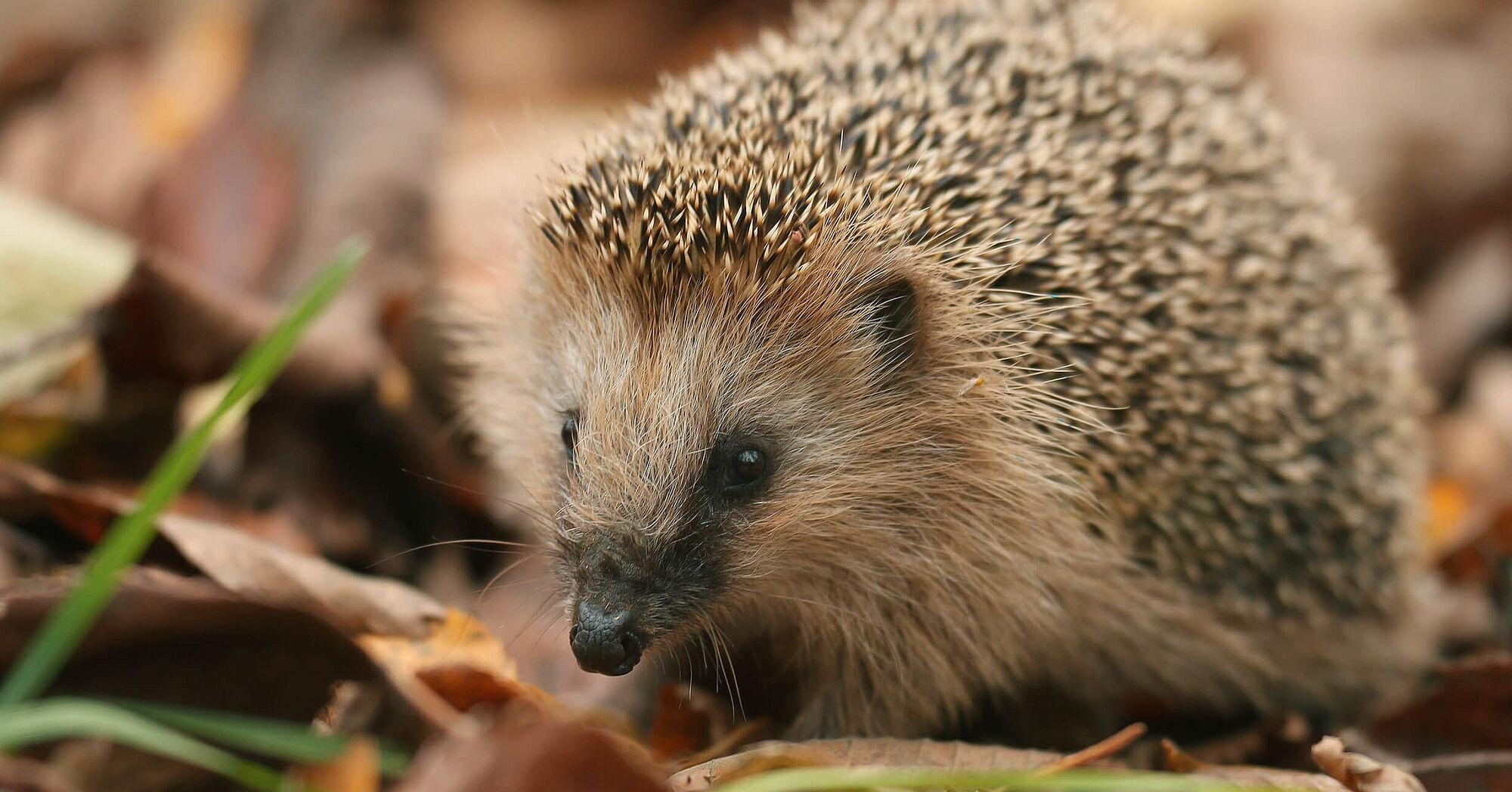 Igel Winterschläfer mit Vorlieben für wilden Garten