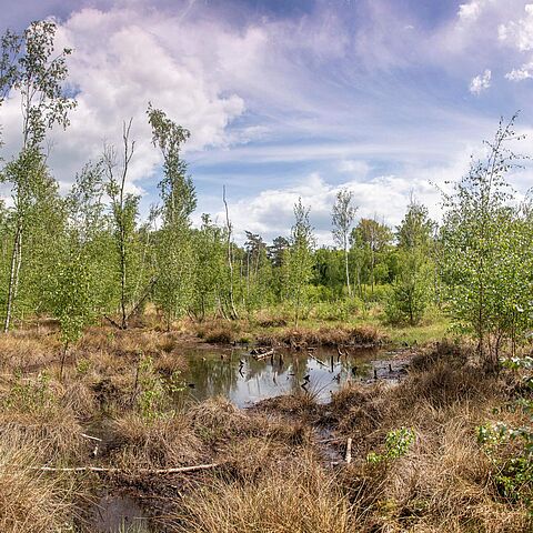 Grünswalder Moor, Mai 2020