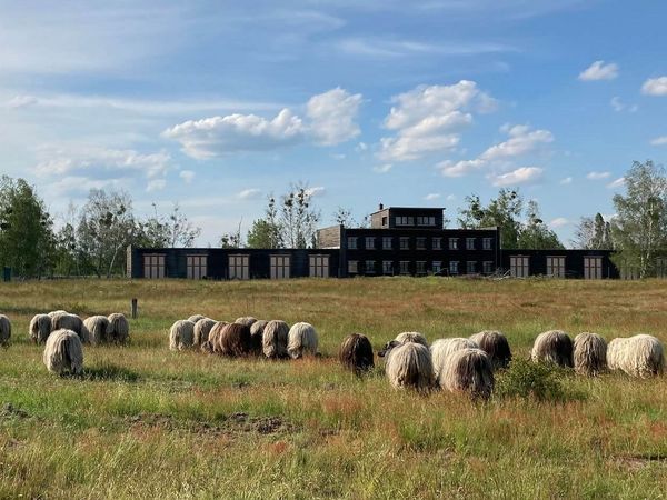 Heidschnucken weiden vor der alten Kommandantur