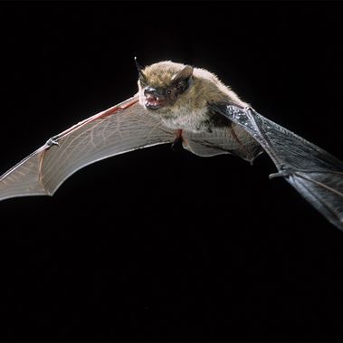 Alpenfledermaus im Flug