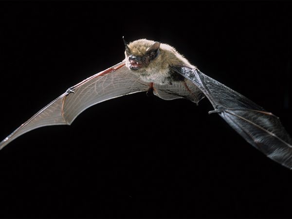 Alpenfledermaus im Flug