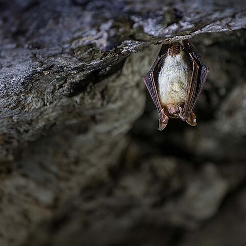 Fledermaus Großes Mausohr hängt an der Höhlendecke
