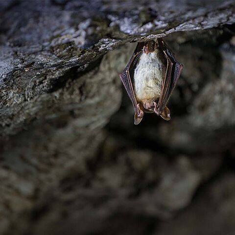 Fledermaus Großes Mausohr hängt an der Höhlendecke