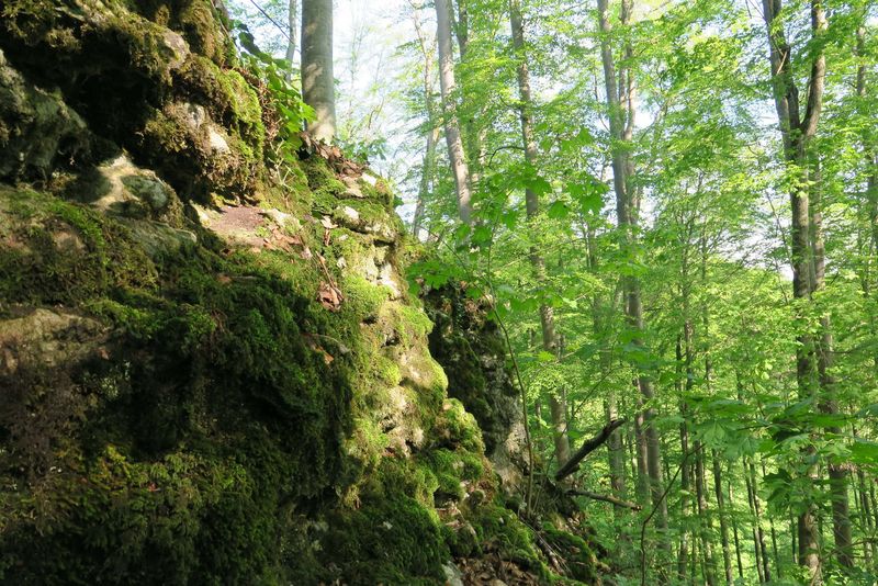Felskante im Waldbiotop Weißenstein