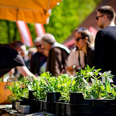 Ein Marktstand mit Kräutertöpfen und im Hintergrund Menschen