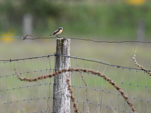 Ein Braunkehlchen sitzt auf einem Zaunpfahl