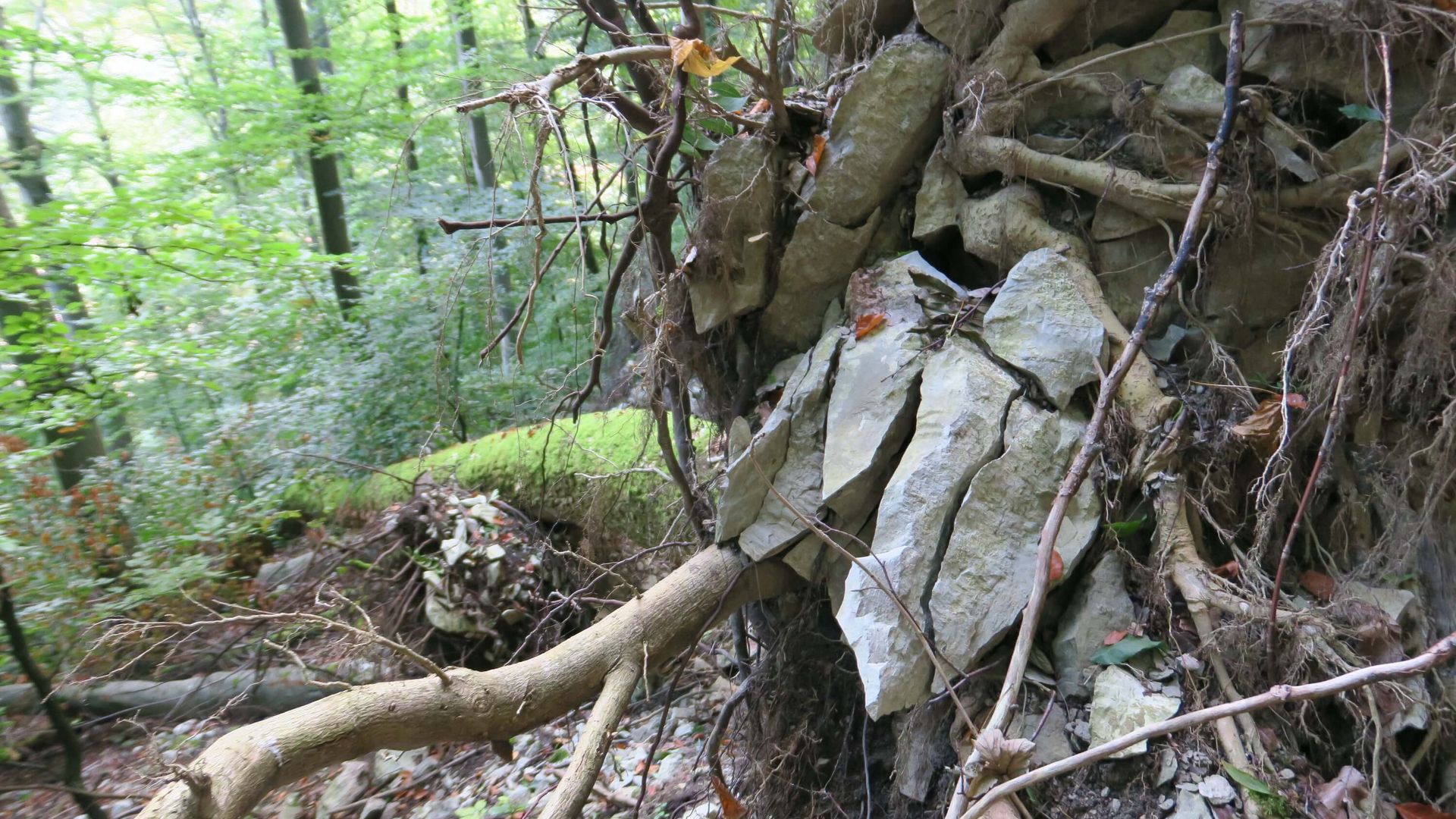 Stein gesprengt durch die Kraft der Wurzeln