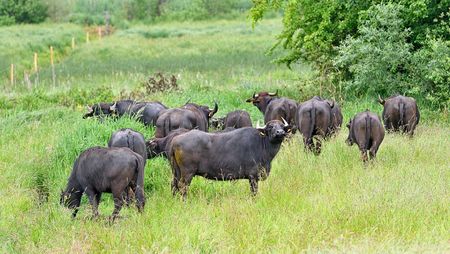 Etwa zwölf Wasserbüffel stehen im hohen grünen Gras einer Feuchtwiese und fressen, ein Tier im Vordergrund hebt den Kopf und schaut in die Kamera.