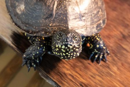 Sumpfschildkröte guckt in die Kamera