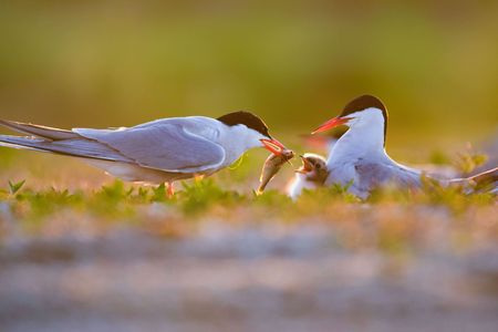 Ein braunes flauschig befiedertes Flussseeschwalben-Küken sitzt vor seinem Elterntier, der andere Elternvogel hält einen gefangenen Fisch vor den offenen Schnabel des Kükens.