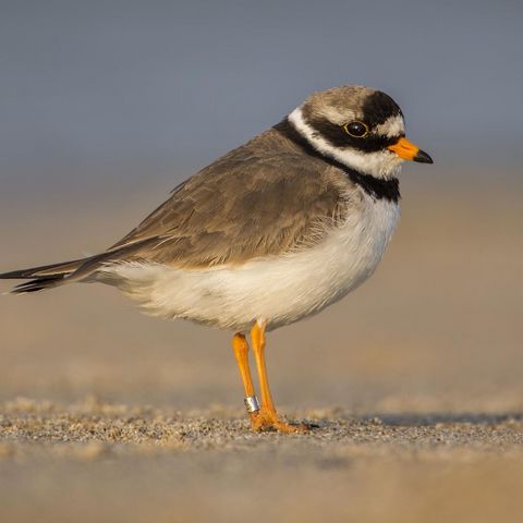 Sandregenpfeifer steht auf Sand