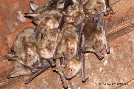 Graues Langohr Fledermaus in einer Gruppe hängt an der Decke