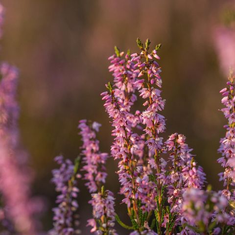 Nahaufnahme der Heideblüte