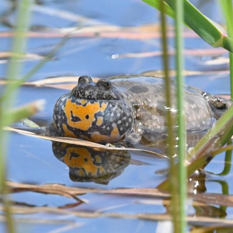 Rotbauchunke im Wasser