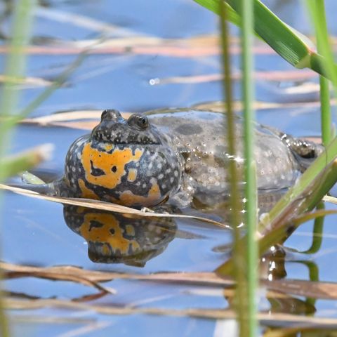 Rotbauchunke im Wasser