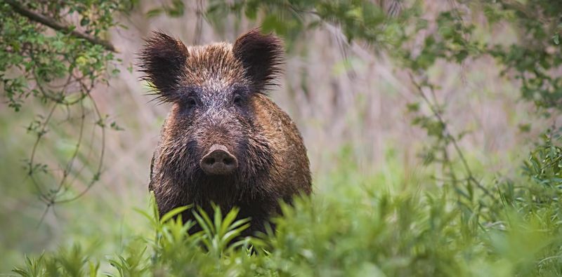 Wildschwein stehend, in hoher Vegetation im Frühlingswald