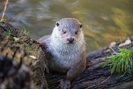 Fischotter am Ufer