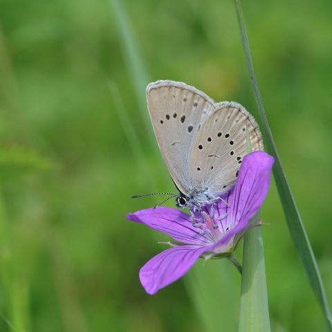 Zarter Schmetterling auf einer violetten Blüte
