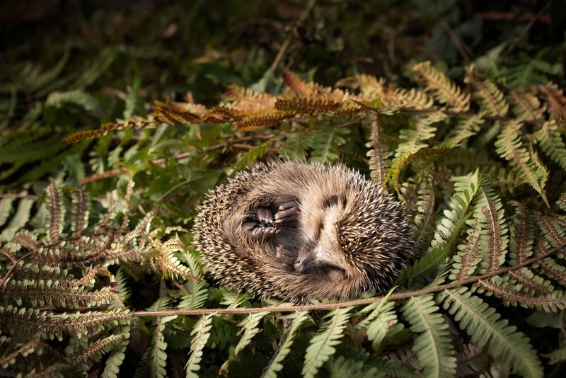 Igel liegt eingekugelt in Blätternest aus Farn