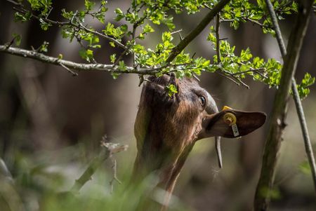 Eine braune Ziege mit gelber Ohrmarke recht den Hals um die frischen Blätter eines Weißdorns zu fressen.