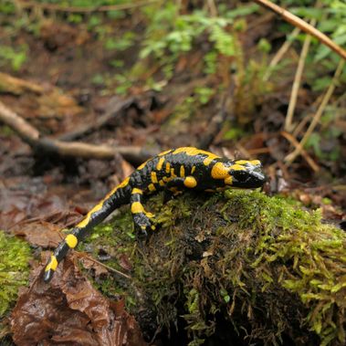 Feuersalamander liegt auf bemoostem Totholz