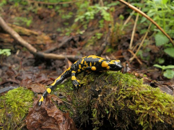 Feuersalamander liegt auf bemoostem Totholz