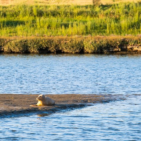Eine Robbe liegt auf einer Sandbank umgeben von Wasser, im Hintergrund sieht man eine Salzwiese.