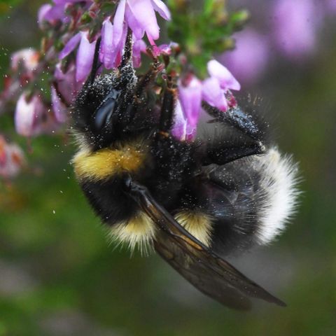 Heidehummel
