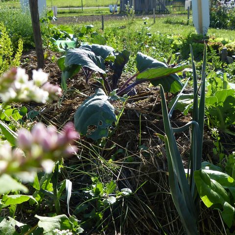 Kohlrabipflanze auf einem Beet