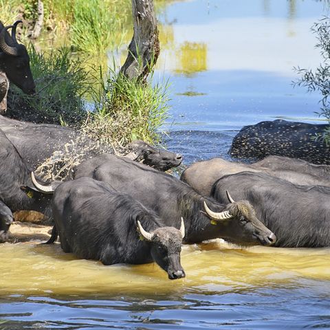 Wasserbüffelherde auf dem Weg ins Wasser