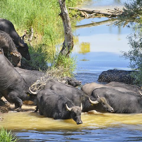 Wasserbüffelherde auf dem Weg ins Wasser
