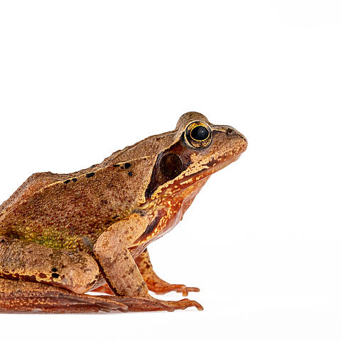 bäunlicher Grasfrosch sitztend
