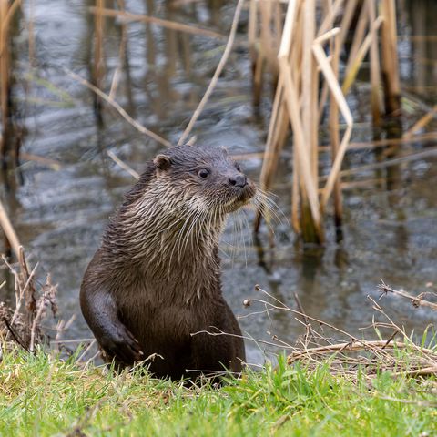 Fischotter klettert aus dem Wasser ans Ufer