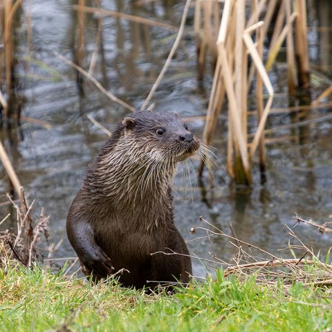 Fischotter klettert aus dem Wasser ans Ufer