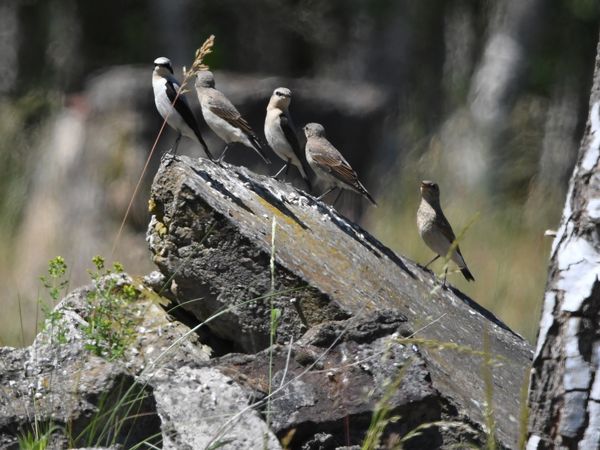 Steinschmätzerfamilie auf typischem Betonbruch aus militärischer Zeit in der Döberitzer Heide