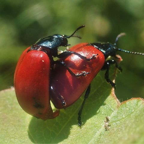 Pappel-Blattkäfer bei der Paarung 