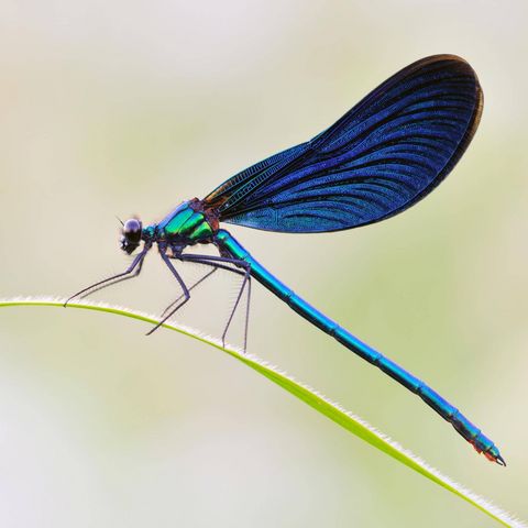 Blauflügel-Prachtlibelle auf einem Halm