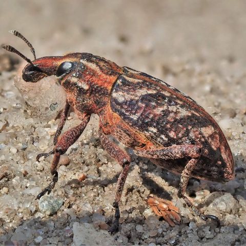 Der zwei Zentimeter große Heide-Steppenrüssler ist rotbraun gemustert und sitzt im Sand