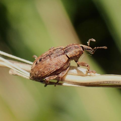 Käfer mit Rüssel auf einem Stängel