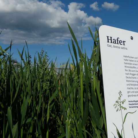 Haferfeld des Überlinger Weltackers zu sehen mit Schild "Hafer"