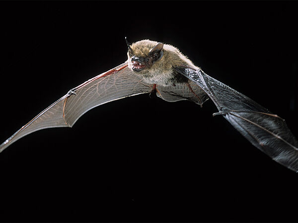 Die kleine und extrem seltene Alpenfledermaus (Hypsugo savii) lebt in Höhen von bis zu 3.000 Höhenmetern. Ihr dunkelbraunes Rückenfell mit einer goldgelben Schattierung zeichnet diese Art aus. Alpenfledermaus im Flug
