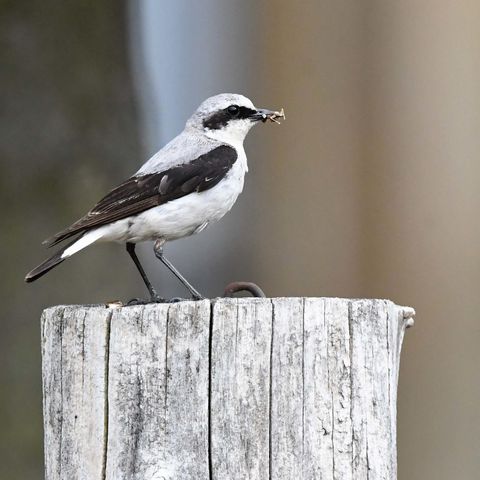 Steinschmätzer in der Döberitzer Heide