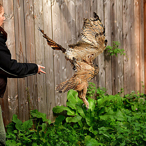 Eine Frau lässt einen Uhu frei, der daraufhin fliegt. 