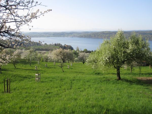 In Sielmanns Biotopverbund Bodensee wachsen am Hödinger Berg vor der Kulisse der Alpen alte Apfel- und Birnensorten.