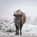 Wisent im Schnee in Sielmanns Naturschaft Döberitzer Heide, dem größten Wisentreservat Deutschlands