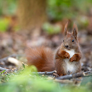 Eichhörnchen sitzt auf dem Boden